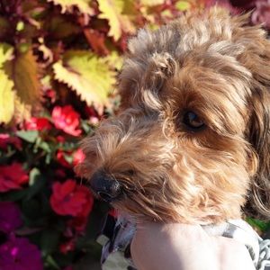 Meet your Posher, Yi